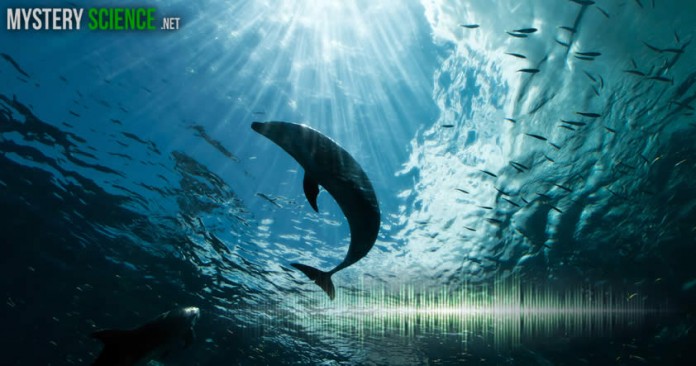 Océano sonidos en el oceano