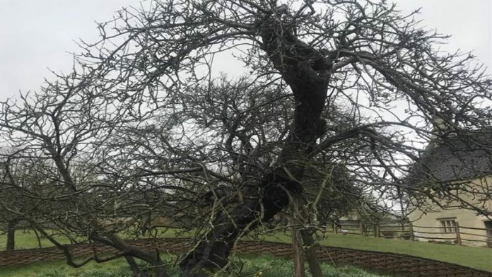 Árbol que inspiró a Newton sigue firme