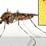 Un biólogo afirma conocer una protección eficaz contra el Zika y Dengue