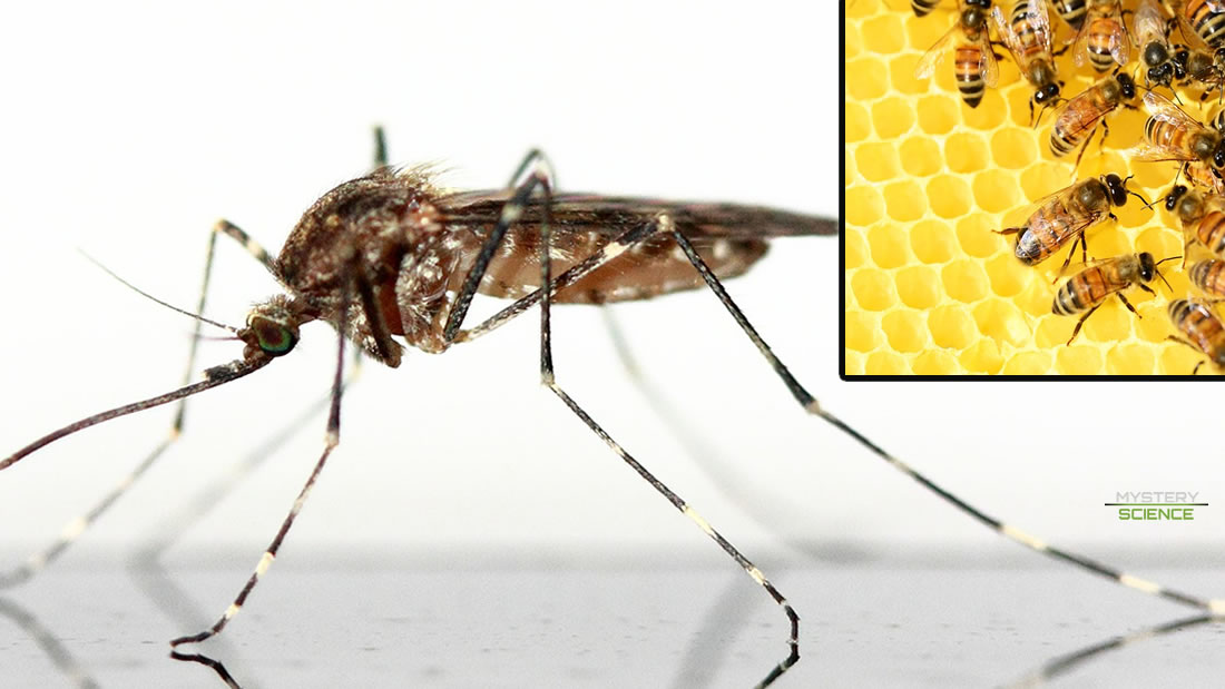 Un biólogo afirma conocer una protección eficaz contra el Zika y Dengue