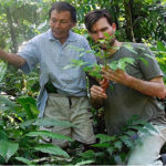 hierbas amazónicas