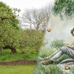 Árbol que inspiró a Isaac Newton sigue firme