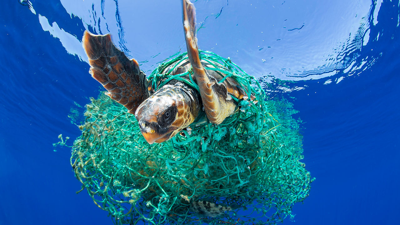 Estudio revela el poco plástico que se necesita para matar una tortuga marina