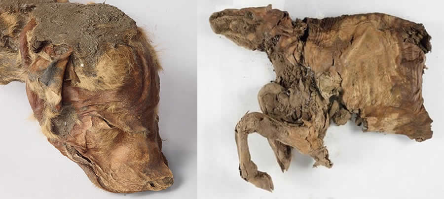 Hallan cría de lobo y caribú de más de 50,000 años