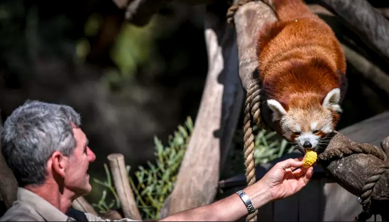 Dr. Michael Lynch, del zoológico de Melbourne en el recinto del panda rojo. 