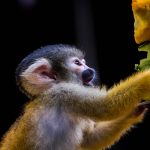 Zoológico deja de dar fruta a los animales por su alto contenido de azúcar