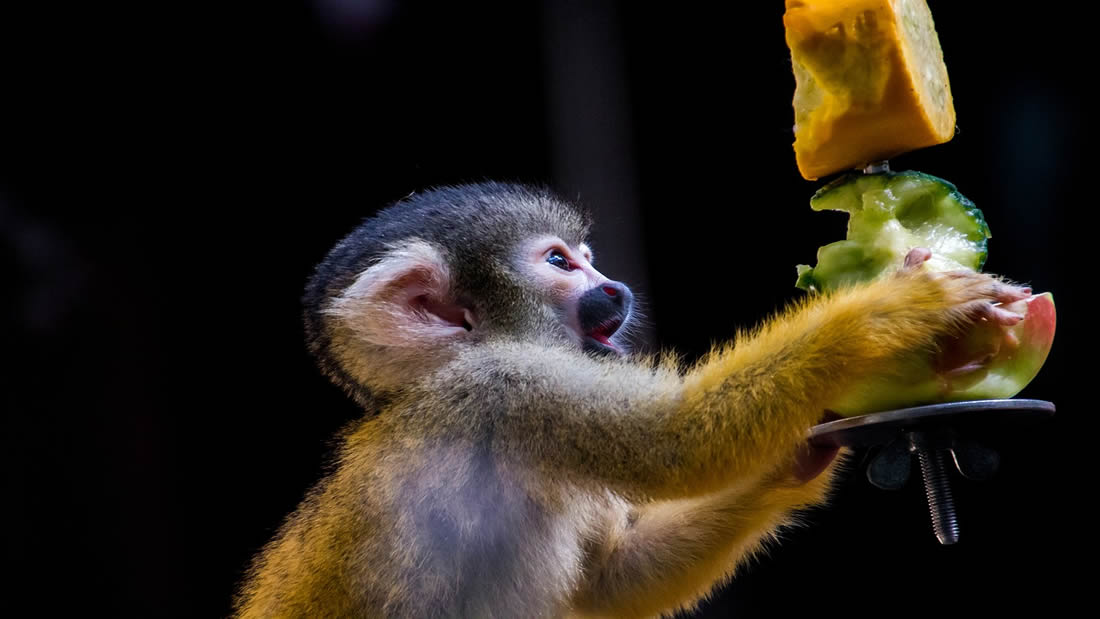 Zoológico deja de dar fruta a los animales por su alto contenido de azúcar