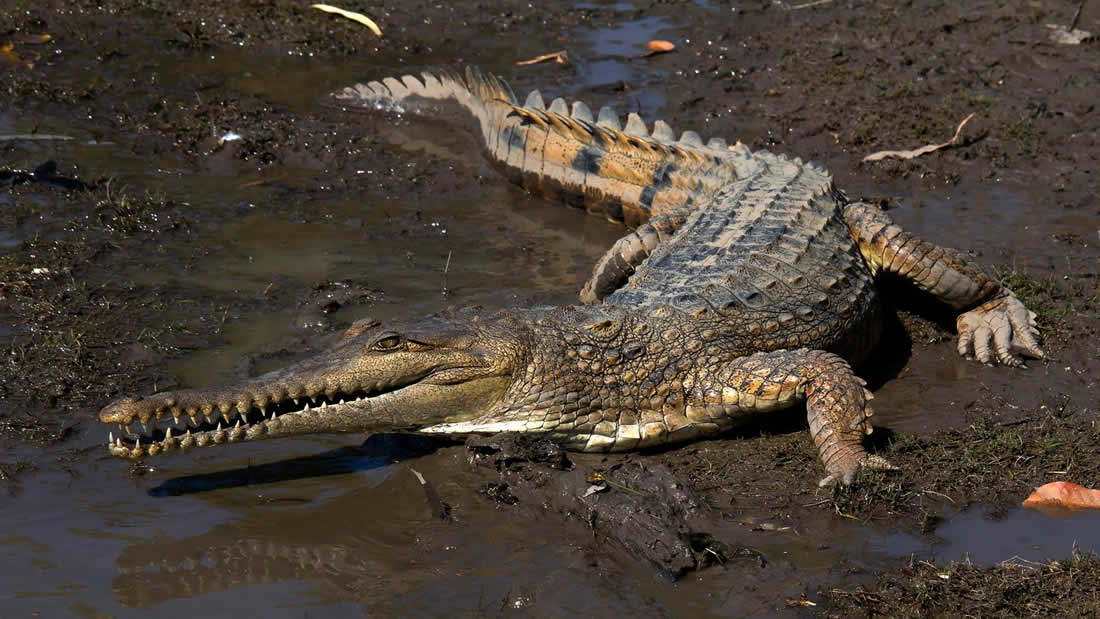 Científicos identifican una nueva especie de cocodrilo en 85 años