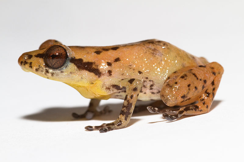 Rana del género Diasporus Diastema