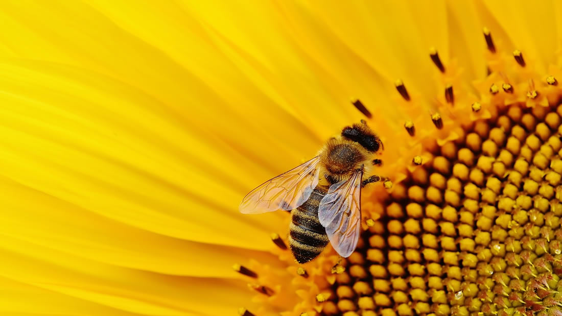 Científicos analizan comportamiento de las abejas durante un eclipse