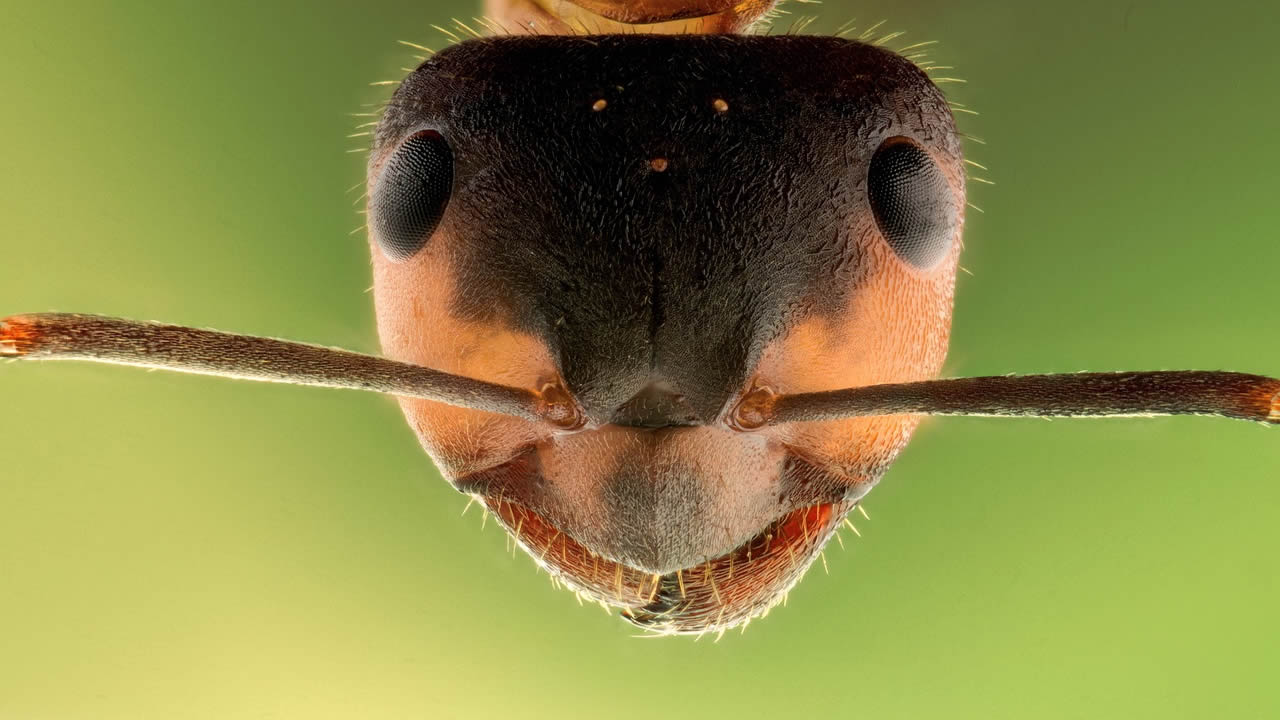 Las hormigas producían antibióticos millones de años antes que los humanos
