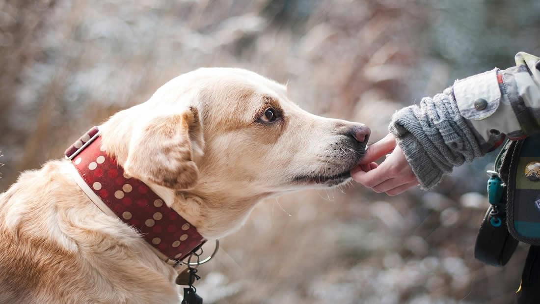 Científicos prueban que los perros entienden las palabras mejor de lo que sospechábamos