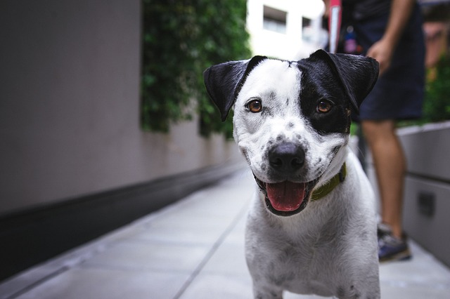 Científicos prueban que los perros entienden las palabras mejor de lo que sospechábamos