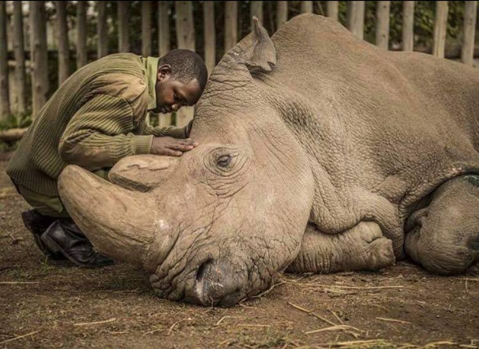 El guardián Zacharia Mutai reconforta a Sudán, el último rinoceronte blanco macho del mundo, momentos antes de su muerte.