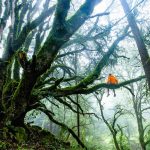 Extraño video viral de un bosque que «respira»
