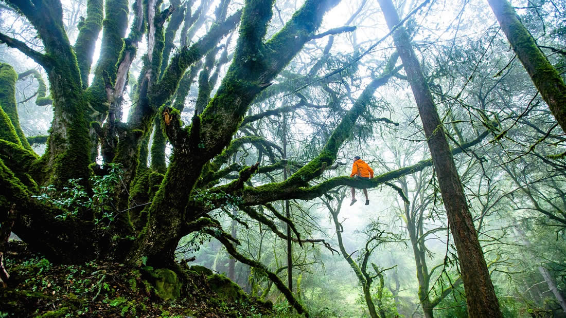 Extraño video viral de un bosque que «respira»