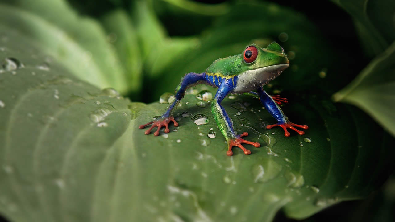 Ranas evolucionan para sobrevivir a un hongo que paralizaba sus corazones