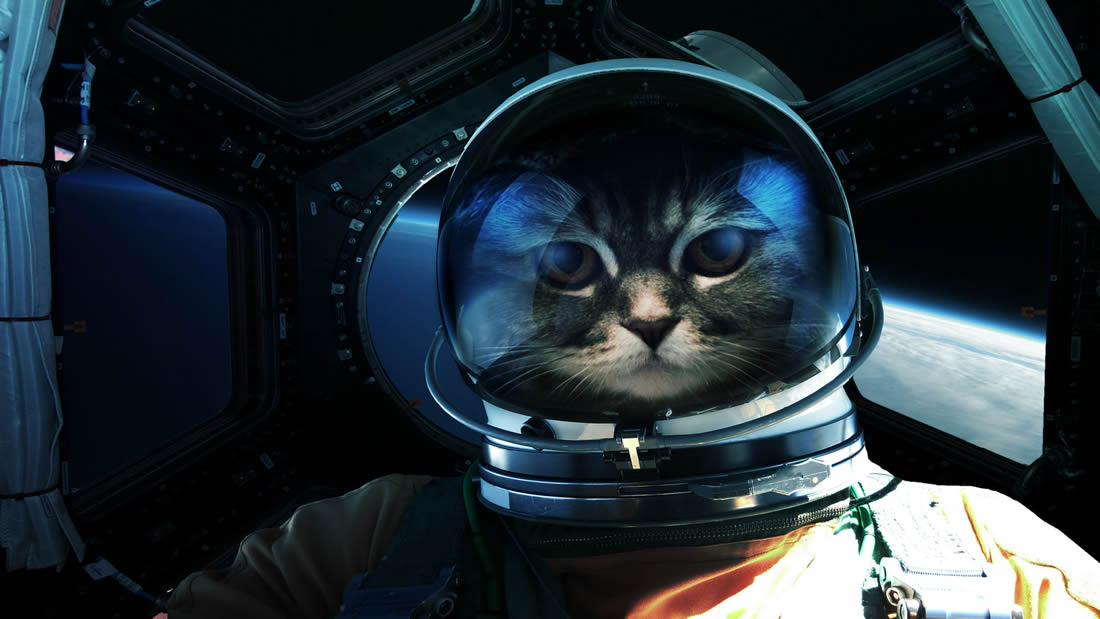 Hace 55 años se envió el primer y único felino al espacio