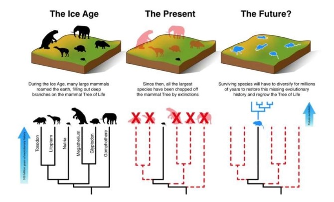 Según la investigación, los mamíferos pequeños tendrán que evolucionar durante los proximos millones de años para compensar la pérdida de grandes mamíferos.