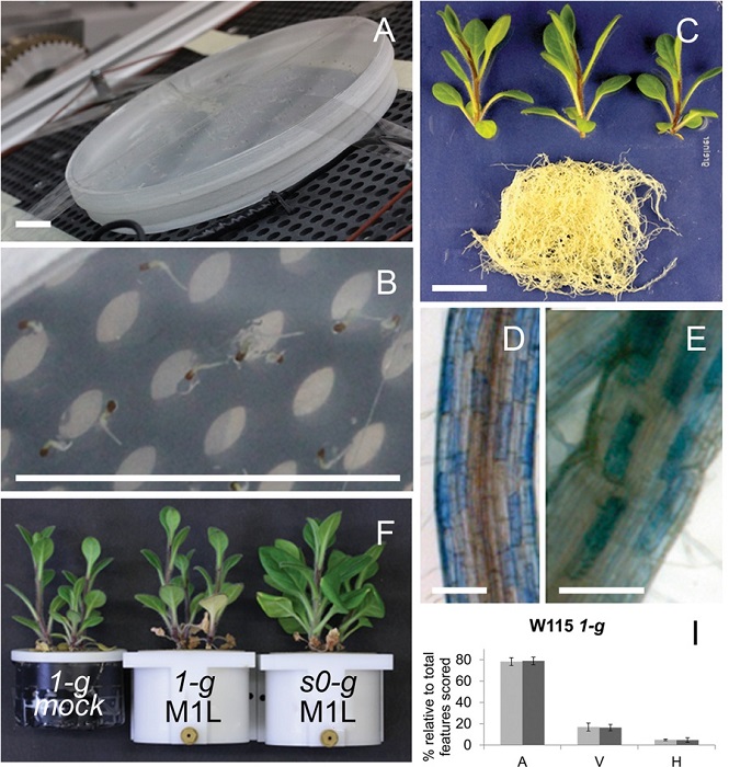 Micorrización y desarrollo de Petunias en Microgravedad