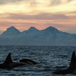 La mitad de las orcas del mundo podrían desaparecer pronto debido a los humanos