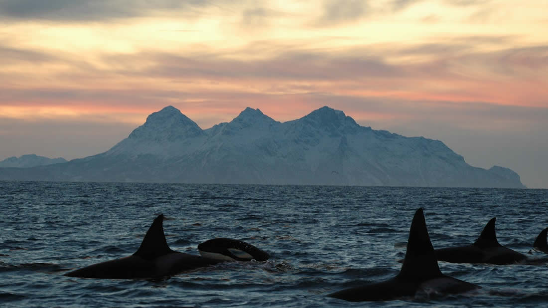 La mitad de las orcas del mundo podrían desaparecer pronto debido a los humanos