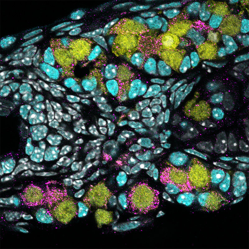 Los óvulos humanos inmaduros (color rosa) fueron creados por investigadores japoneses utilizando células madre derivadas de células sanguíneas.