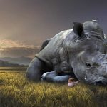 China revoca prohibición del uso de cuernos de rinoceronte y huesos de tigre