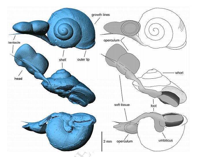 Reconstrucción tridimensional del caracol revela más detalles de su caparazón y tejido blando.