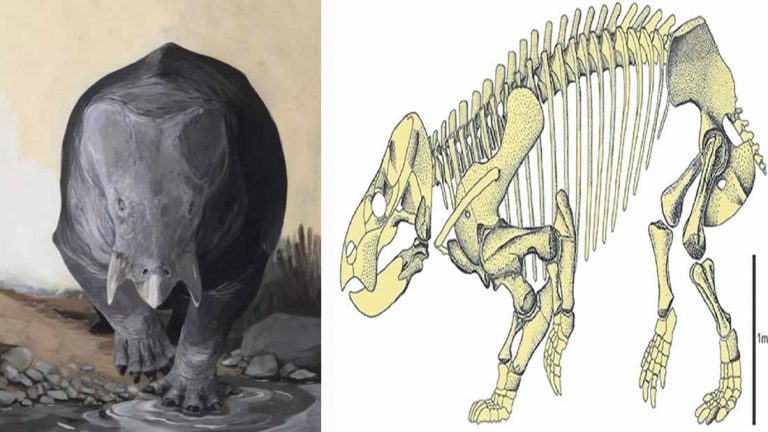 Descubren los restos fósiles de un ancestro gigante de los mamíferos