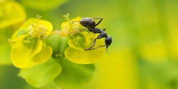 Las plantas evolucionaron para «manipular» a las hormigas