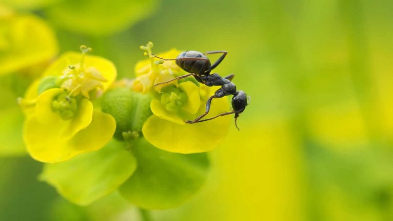 Las plantas evolucionaron para «manipular» a las hormigas