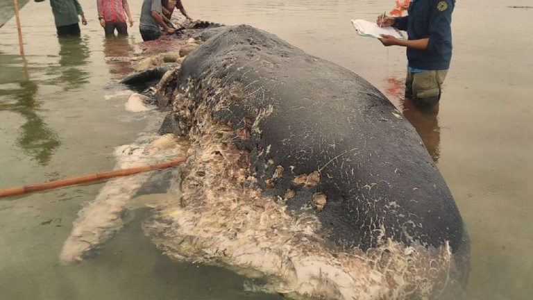 Encuentran ballena muerta con casi seis kilogramos de plástico en el estómago