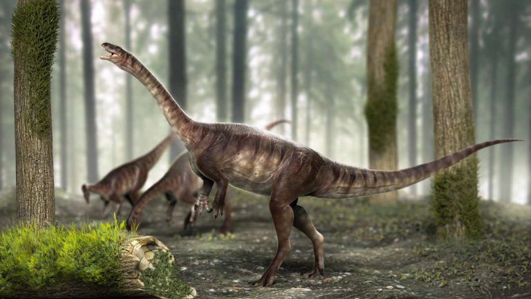 Descubren en Brasil nuevas especies de dinosaurio de cuello largo