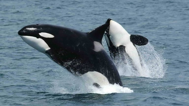 Drones revelan más de 100 ballenas atrapadas ilegalmente
