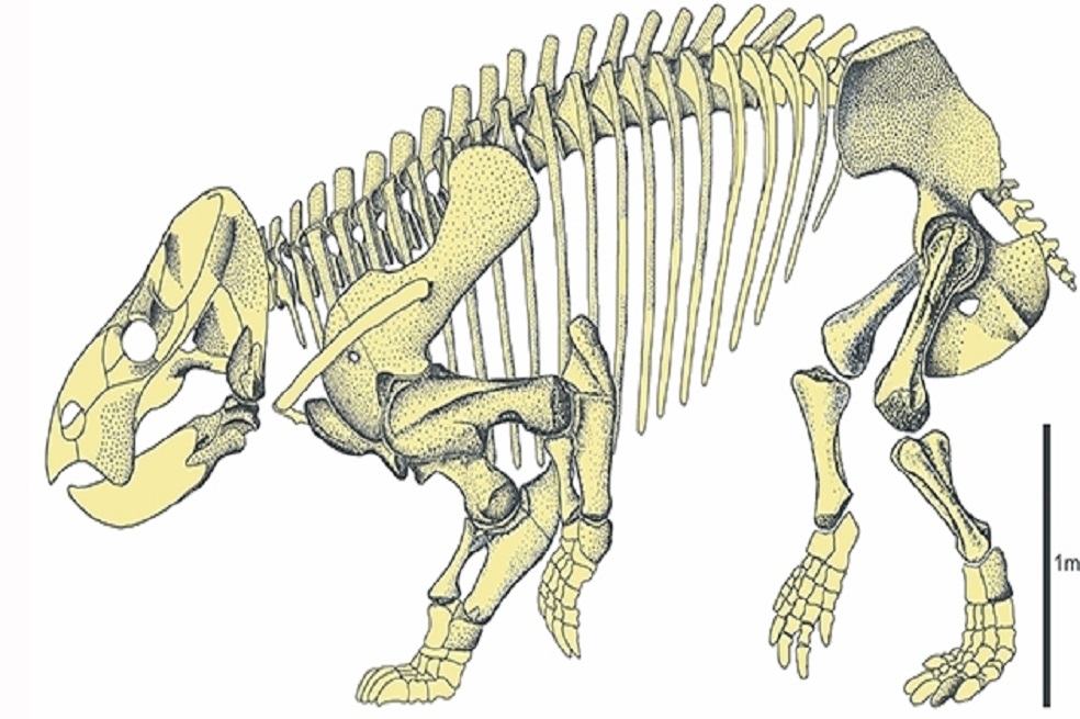 Esqueleto del Lisowicia bojani. 