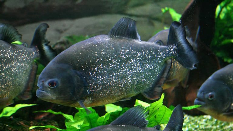 Encuentran plástico en el estómago de los peces amazónicos