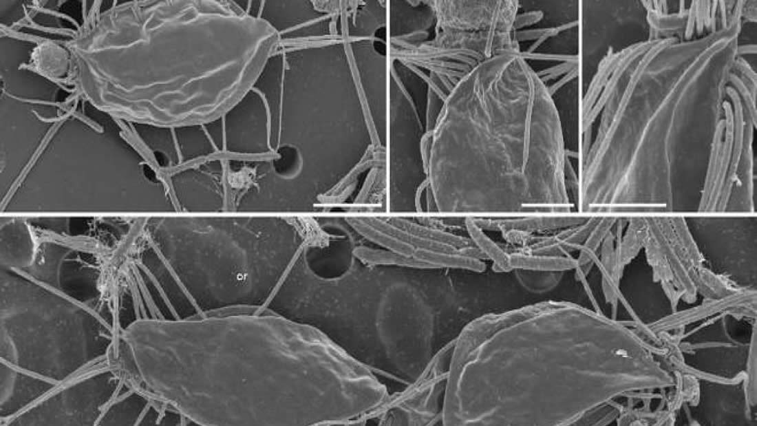 Científica excursionista descubre nueva y extraña forma de vida