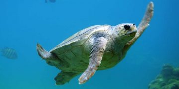 Encuentran microplásticos en 100 % de tortugas marinas examinadas
