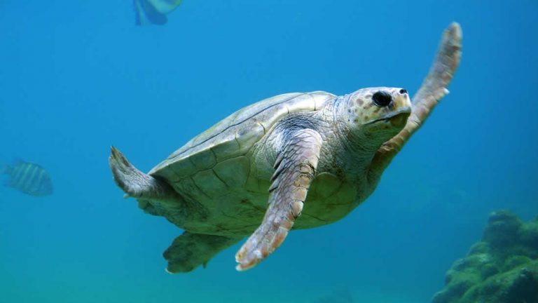 Encuentran microplásticos en 100 % de tortugas marinas examinadas