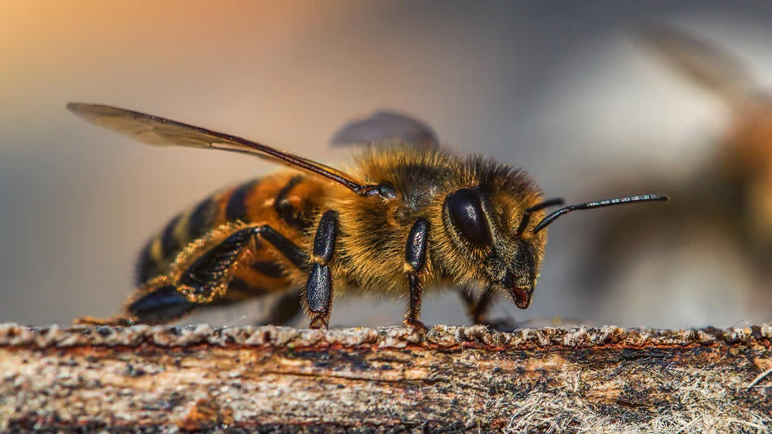 Abejas durante un eclipse solar