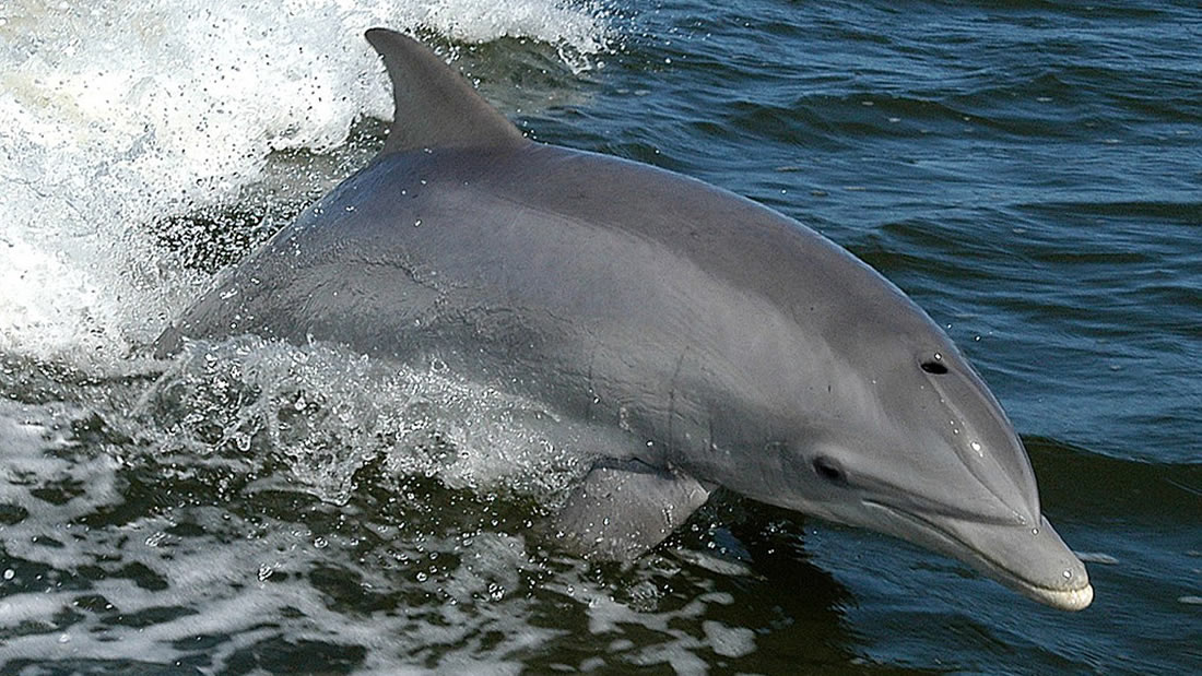 Delfín nariz de botella.
