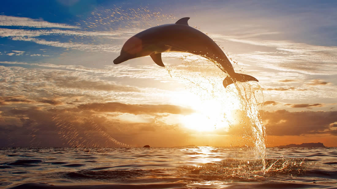Nueva Zelanda prohíbe a los turistas nadar con delfines nariz de botella
