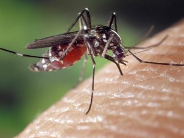 Un experimento con mosquitos modificados genéticamente en Brasil tuvo un mal resultado