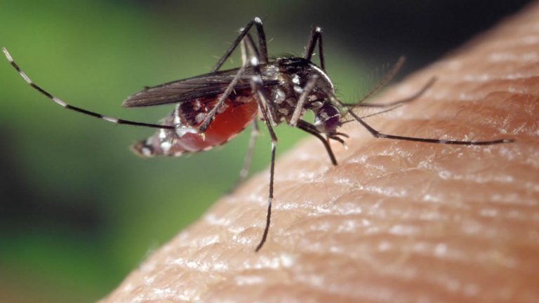 Un experimento con mosquitos modificados genéticamente en Brasil tuvo un mal resultado