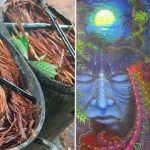 La Ayahuasca y sus poderes ancestrales sobre la consciencia humana