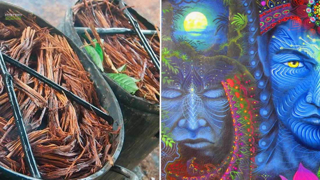 La Ayahuasca y sus poderes ancestrales sobre la consciencia humana