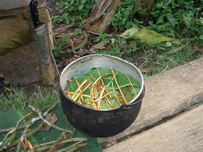 Preparación de la Ayahuasca