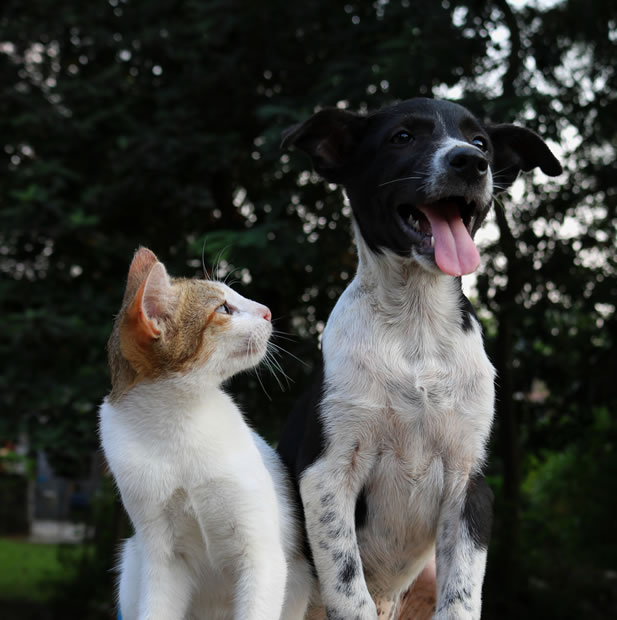Perros y gatos poseen un sexto sentido