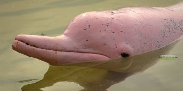 delfines del Amazonas están contaminados con mercurio